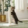 Frisco 21-in Sisal Cat Scratching Post With Toy -Frisco 140149 MAIN. AC SS1800 V1665765071