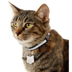 Frisco Stainless Steel Personalized Cat ID Tag, Cat -Frisco 153043 PT5. AC SS1800 V1540560131