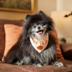 Frisco Mommy's Lil Pumpkin Dog & Cat Bandana 13 Frisco Mommy's Lil Pumpkin Dog & Cat Bandana -Frisco 158936 PT4. AC SS1800 V1633064807