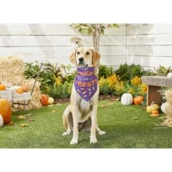 Frisco I Do Tricks For Treats Dog & Cat Bandana 13 Frisco I Do Tricks For Treats Dog & Cat Bandana -Frisco 158938 PT4. AC SS1800 V1633069923