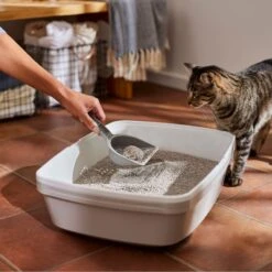 Frisco Lightweight Scented Clumping Cat Litter 13 Frisco Lightweight Scented Clumping Cat Litter -Frisco 230718 PT4. AC SS1800 V1659023572