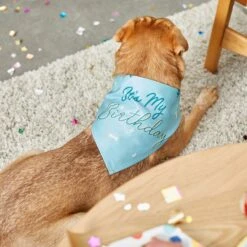 Frisco It's My Birthday Dog & Cat Bandana, Blue -Frisco 248697 PT7. AC SS1800 V1613586088