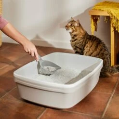 Frisco Multi-Cat Fresh Scented Clumping Clay Cat Litter -Frisco 253250 PT4. AC SS1800 V1659023183
