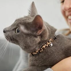 Leopard Print Cat Collar -Frisco 269496 PT4. AC SS1800 V1617037438