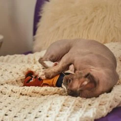 Frisco Halloween Good Bear, Bad Bear Reversible Plush Cat Toy With Catnip -Frisco 270299 PT3. AC SS1800 V1624817131