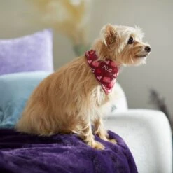 Frisco Love Letters Dog & Cat Bandana 14 Frisco Love Letters Dog & Cat Bandana -Frisco 292051 PT7. AC SS1800 V1702598609