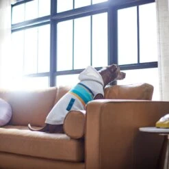 Frisco Striped Dog & Cat Hoodie 15 Frisco Striped Dog & Cat Hoodie -Frisco 312265 PT8. AC SS1800 V1644884817