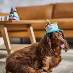 Frisco It's My Birthday Dog & Cat Hat -Frisco 315142 PT8. AC SS1800 V1646435635