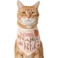 Frisco Cutest Pumpkin In The Patch Dog & Cat Bandana