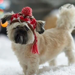 Frisco Reindeer Fair Isle Dog & Cat Pom Hat 12 Frisco Reindeer Fair Isle Dog & Cat Pom Hat -Frisco 358309 PT4. AC SS1800 V1661797821