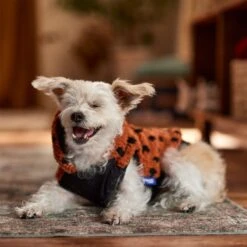 Frisco Dotted Dog & Cat Hoodie -Frisco 718326 PT7. AC SS1800 V1692375977