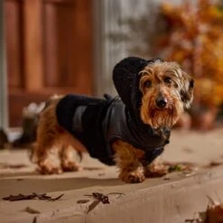 Frisco Medium Weight Faux Leather Dog & Cat Parka With Faux Fur Trimmed Hood, Black 16 Frisco Medium Weight Faux Leather Dog & Cat Parka With Faux Fur Trimmed Hood, Black -Frisco 719798 PT7. AC SS1800 V1692376307