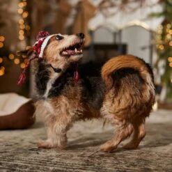 Frisco Nordic Pawprint Dog & Cat Hat 14 Frisco Nordic Pawprint Dog & Cat Hat -Frisco 746782 PT5. AC SS1800 V1694799891