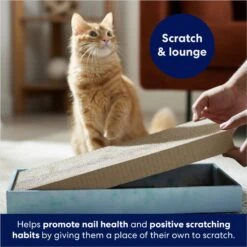 Frisco Double-Wide Cat Scratcher Toy Refill With Catnip, 2 Count & Frisco Double-Wide Cat Scratcher Toy With Catnip -Frisco 933566 PT3. AC SS1800 V1692305262